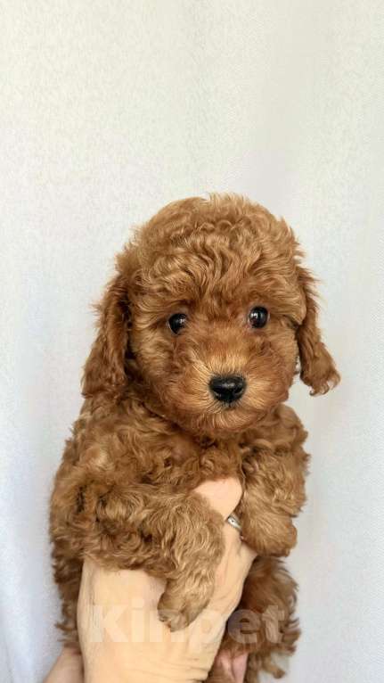 Собаки в Москве: Щенки той/ миниатюрный пудель Мальчик, 50 000 руб. - фото 1