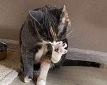 Кошки в Москве: Пепельная трехцветная Шерри Девочка, Бесплатно - фото 9