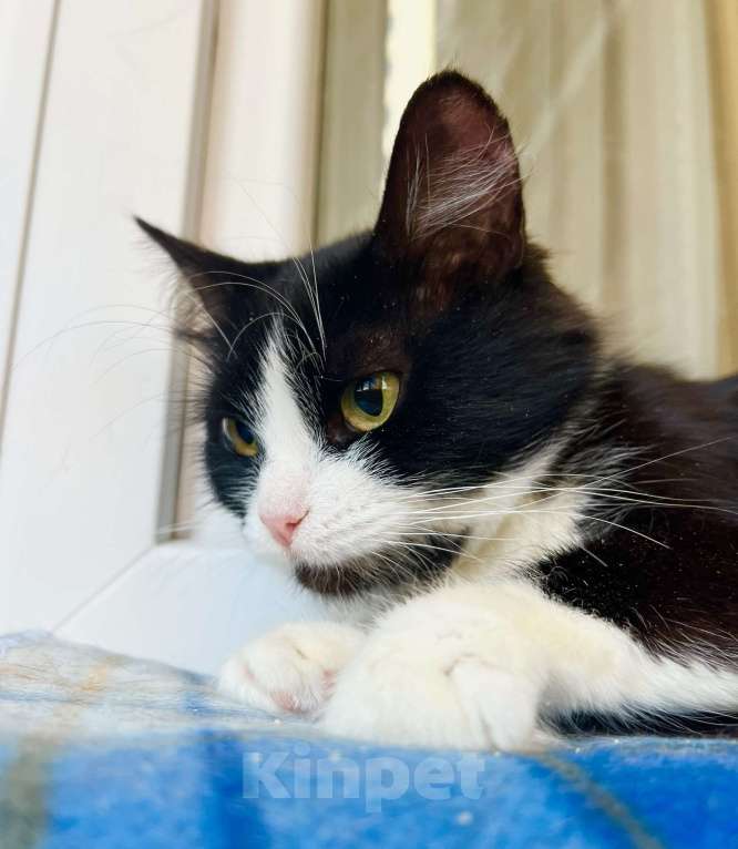 Кошки в Москве: Маленькая пушистая кошечка Фаня в добрые руки  Девочка, Бесплатно - фото 3