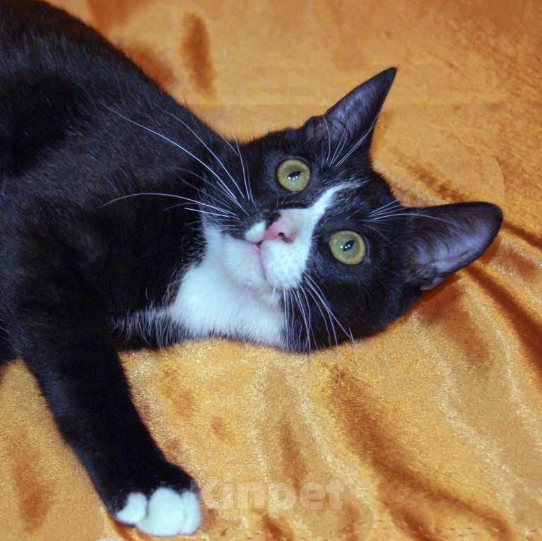 Кошки в Москве: котенок Тоша ищет дом Мальчик, Бесплатно - фото 3