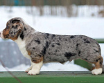 Собаки в Санкт-Петербурге: Щенок вельш-корги кардиган  Мальчик, 120 000 руб. - фото 3