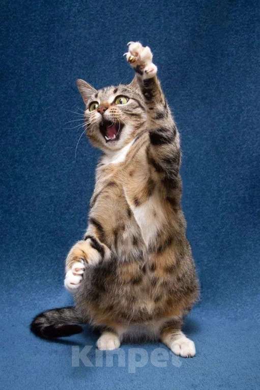 Кошки в Москве: Хвостатый источник позитива: Мирра ждет тебя Девочка, Бесплатно - фото 6