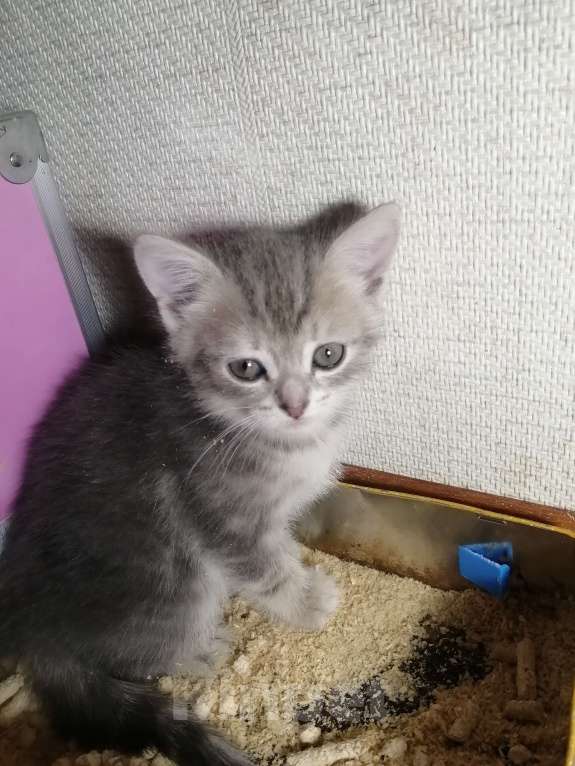 Кошки в Липецке:      Киска Девочка, Бесплатно - фото 2