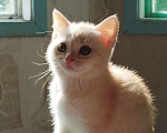 Кошки в Москве: Британская кошка 2 месяца Девочка, 9 500 руб. - фото 2