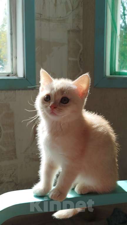 Кошки в Москве: Британская кошка 2 месяца Девочка, 9 500 руб. - фото 2