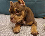 Собаки в Санкт-Петербурге: Щенок Американский Булли Девочка, Бесплатно - фото 3