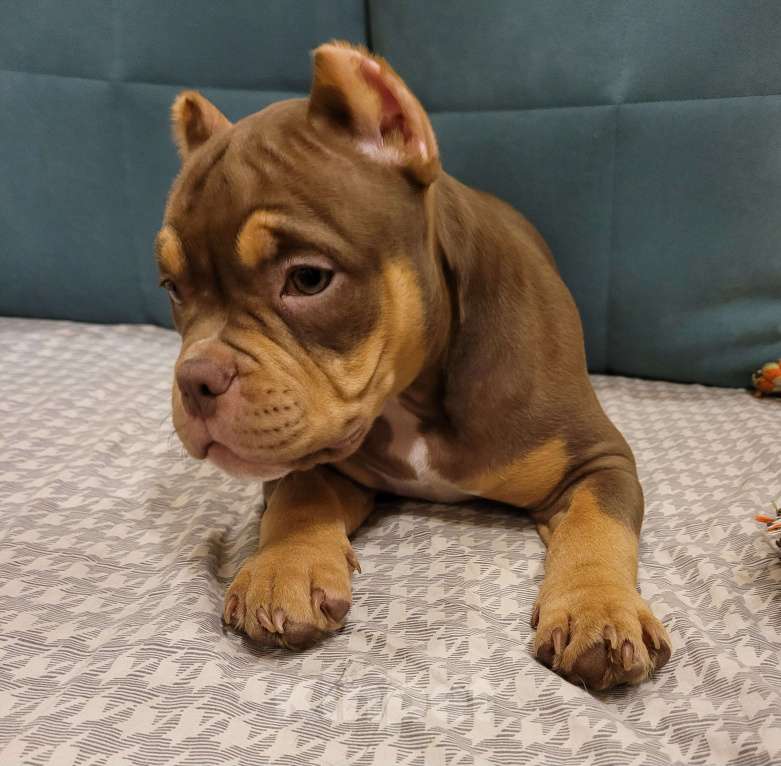 Собаки в Санкт-Петербурге: Щенок Американский Булли Девочка, Бесплатно - фото 3