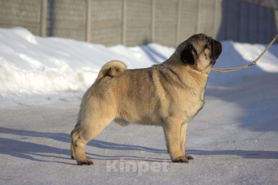 Собаки в Новосибирске: Мопса опытные парни с документами РКФ Мальчик, 40 руб. - фото 2