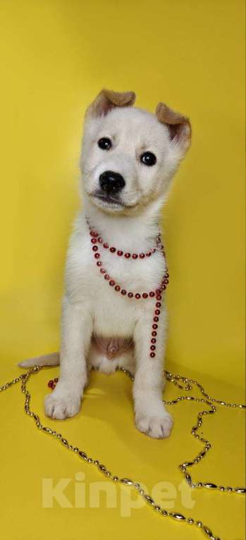 Собаки в Наро-Фоминске: Герцог якутенок команды ппбж Якутска Мальчик, Бесплатно - фото 7