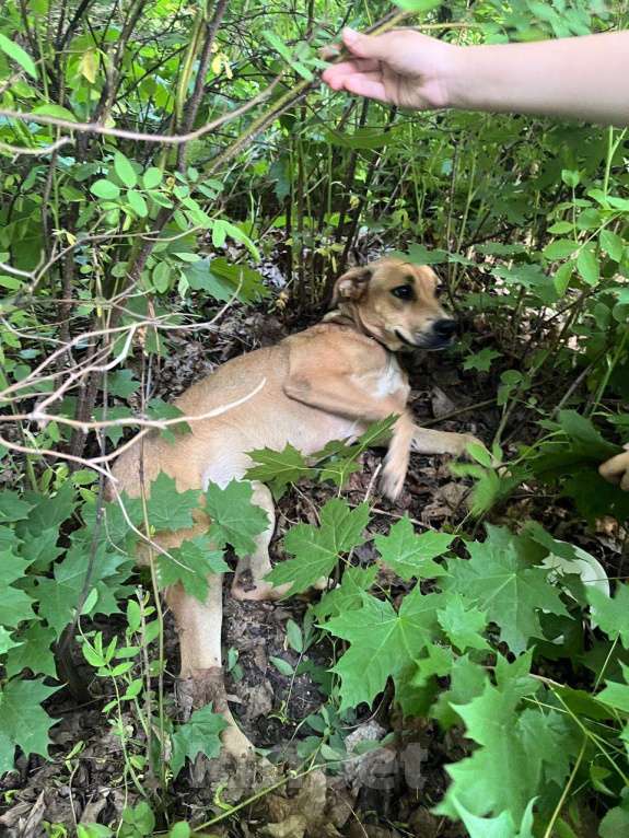 Собаки в Жуковском: найдена собака Девочка, Бесплатно - фото 2