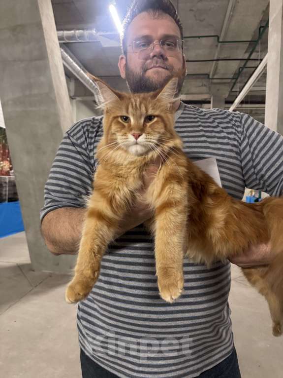 Кошки в Кудрово: Котенок мейн-кун, шейдед линия , в брид Мальчик, 80 000 руб. - фото 8