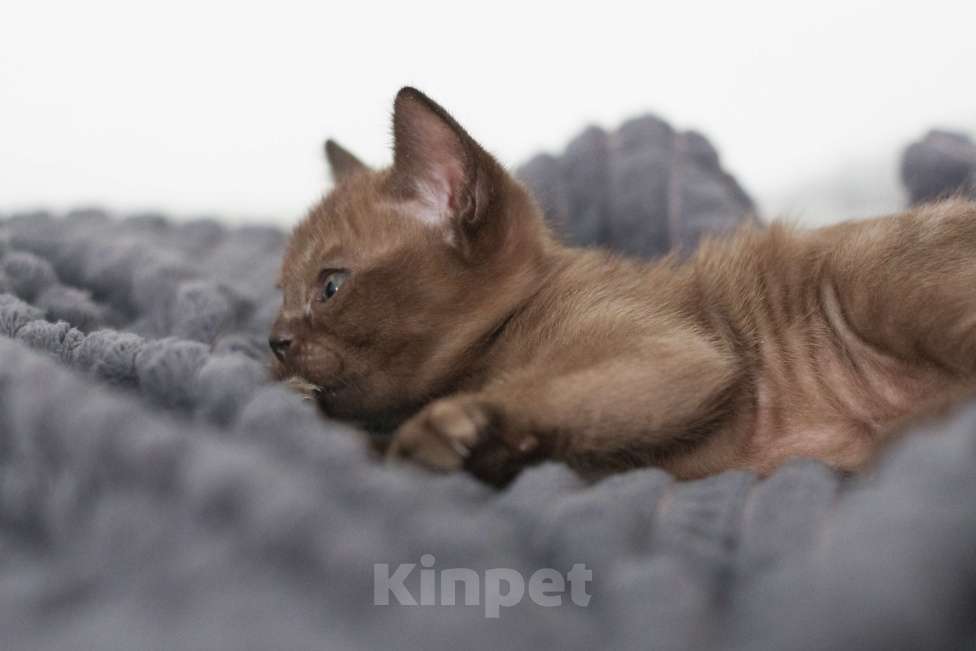 Кошки в Нижнем Новгороде: Котёнок европейской бурмы, мальчик, соболиный окрас Мальчик, 48 000 руб. - фото 6