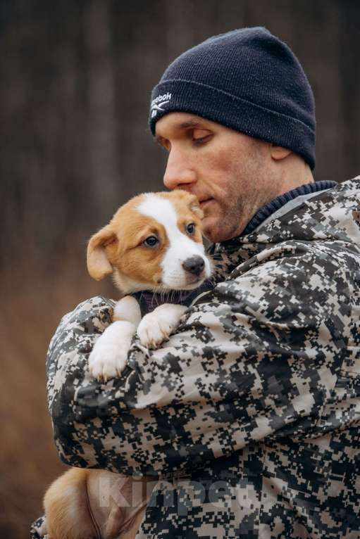 Собаки в Москве: Рыжик ищет дом Мальчик, Бесплатно - фото 3