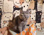 Кошки в Москве: Котенок Бусинка ищет дом Девочка, Бесплатно - фото 3