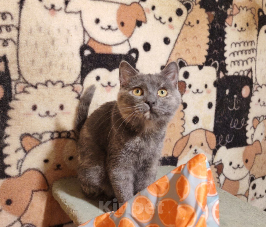 Кошки в Москве: Котенок Бусинка ищет дом Девочка, Бесплатно - фото 3