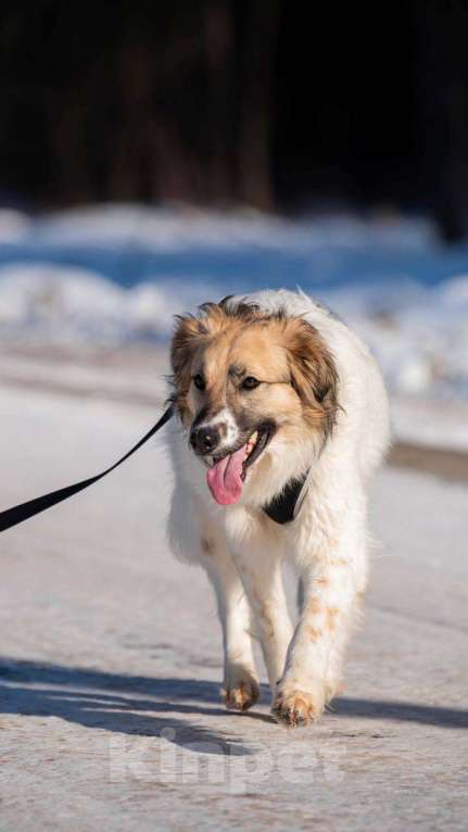 Собаки в Москве: Представьте, что вы промокли насквозь… и вам не суждено высохнуть уже полтора года. Девочка, Бесплатно - фото 4