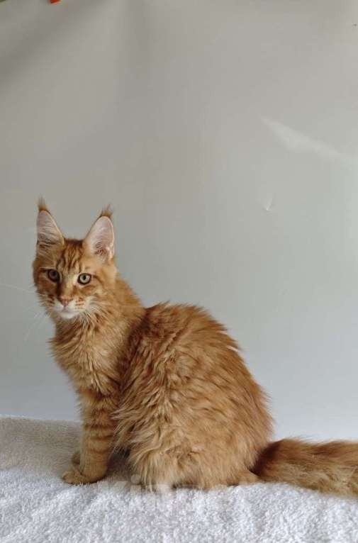 Кошки в Чайковском: Мальчик Мейн кун Каспер 😻 MCO окрас-d23 (красный тигровый) Мальчик, 45 000 руб. - фото 7