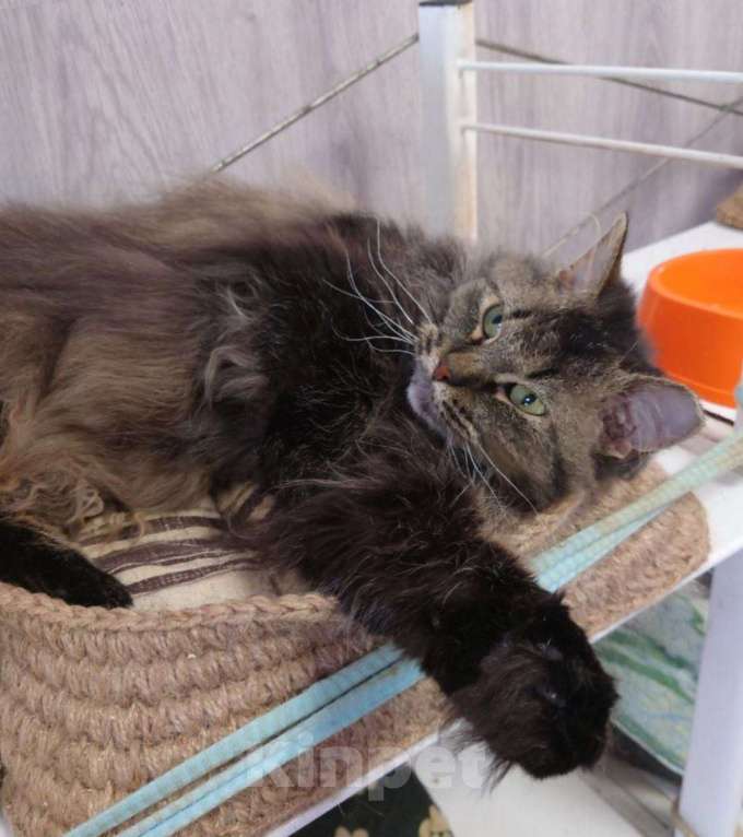 Кошки в Санкт-Петербурге: Зеленоглазая кошка с идеальным характером Девочка, Бесплатно - фото 6