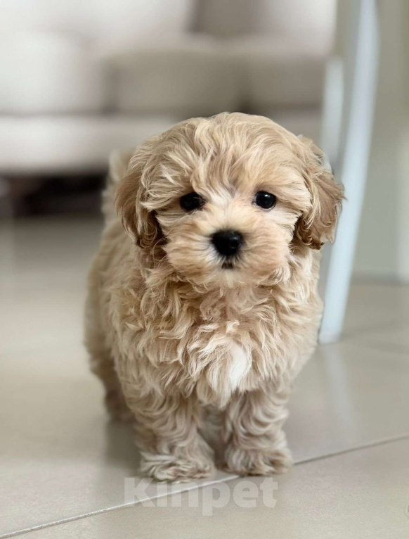 Собаки в Казани: Мальтипу F1 девочки и мальчики  Мальчик, 130 руб. - фото 1