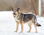 Собаки в других городах Московской области: Ищет дом жизнерадостная Нева Девочка, Бесплатно - фото 5