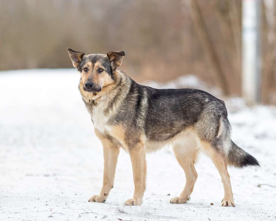 Собаки в других городах Московской области: Ищет дом жизнерадостная Нева Девочка, Бесплатно - фото 5