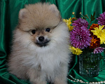 Собаки в Москве: Померанский шпиц- мини мальчик Мальчик, 30 000 руб. - фото 5