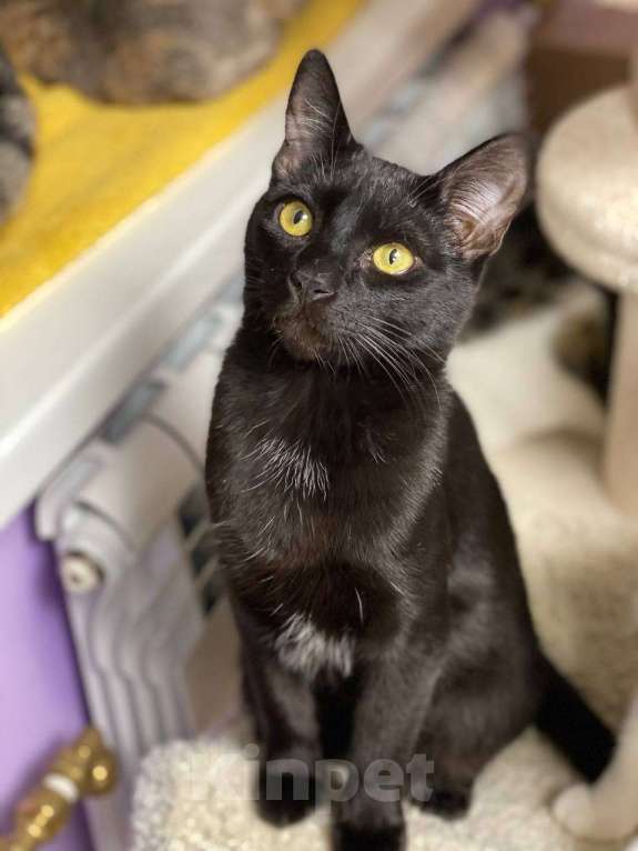 Кошки в Санкт-Петербурге: Ласковый мальчик в добрые руки Мальчик, Бесплатно - фото 4