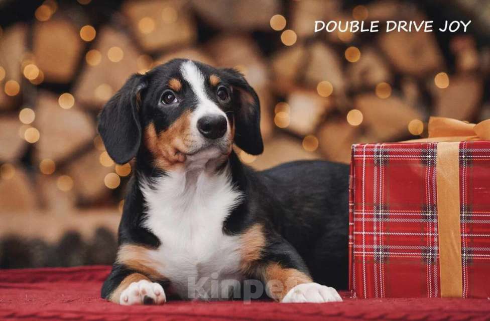 Собаки в Москве: Щенки энтлебухер зенненхунд  Девочка, Бесплатно - фото 3