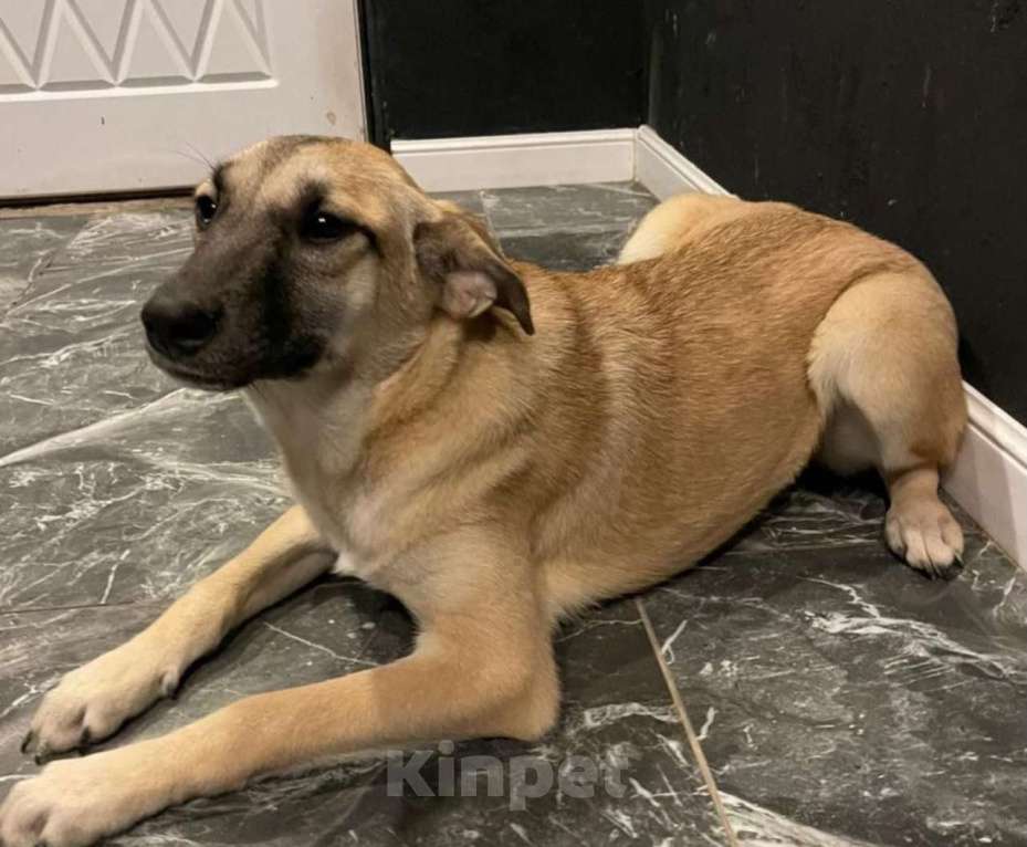 Собаки в других городах Владимирской области: Добрая Мира в добрые ручки Девочка, Бесплатно - фото 3