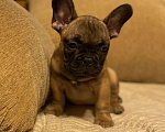 Собаки в Санкт-Петербурге: Шикарный мальчик французик !  Мальчик, 45 000 руб. - фото 2