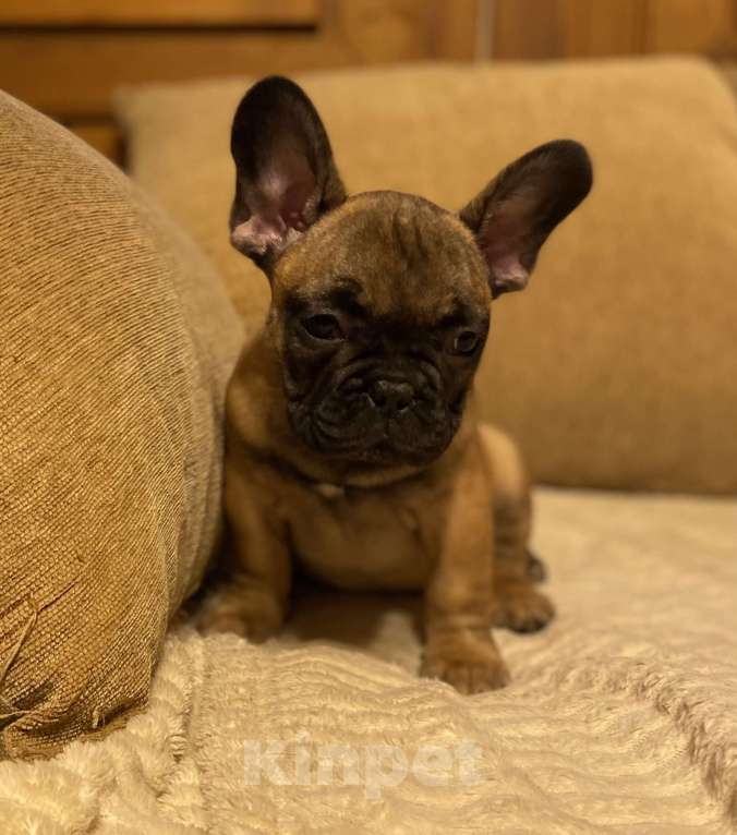 Собаки в Санкт-Петербурге: Шикарный мальчик французик !  Мальчик, 45 000 руб. - фото 2