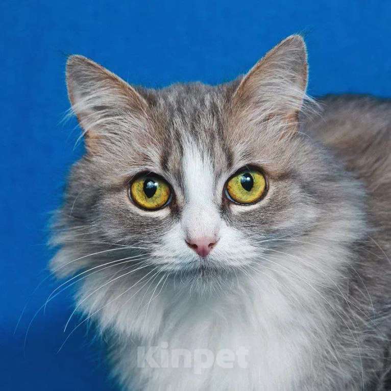 Кошки в Москве: Пушистая Женева ищет дом Девочка, Бесплатно - фото 2