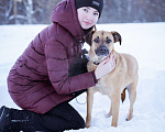 Собаки в Москве: Спокойная, небольшая девочка в добрые руки Девочка, Бесплатно - фото 5