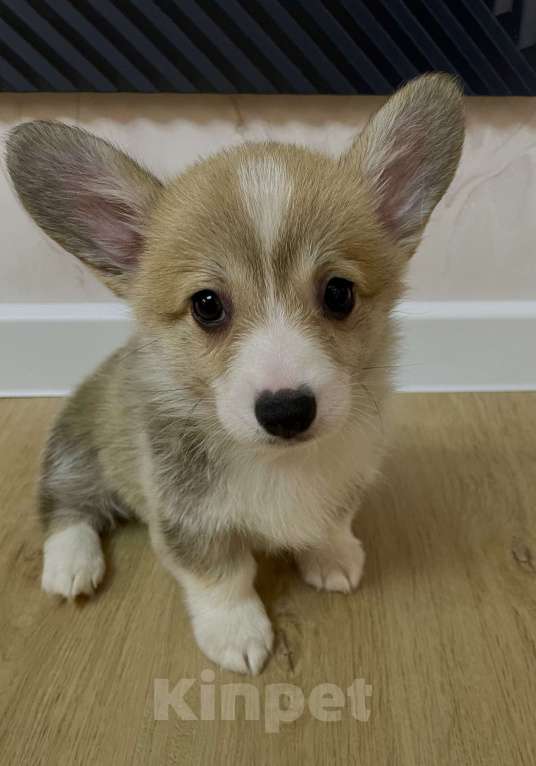 Собаки в других городах Нижегородской области: Корги Девочка, 55 000 руб. - фото 1