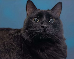 Кошки в Москве: Я здесь, чтобы найти заботливого хозяина! ❤️ Я - котик Найт! ☺️ Мальчик, 300 руб. - фото 2