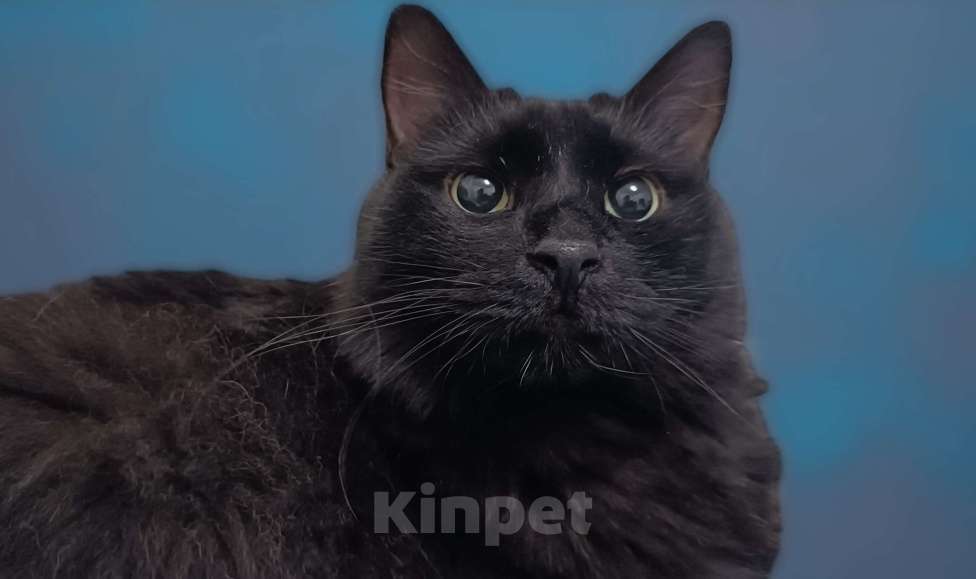 Кошки в Москве: Я здесь, чтобы найти заботливого хозяина! ❤️ Я - котик Найт! ☺️ Мальчик, 300 руб. - фото 2