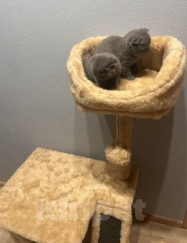 Кошки в Екатеринбурге: Котята Мальчик, 25 000 руб. - фото 7