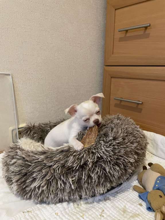 Собаки в Москве: Мальчик с пальчик  Мальчик, 45 000 руб. - фото 1