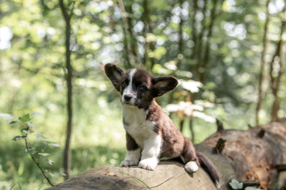 Собаки в Москве: Корги щенок Девочка, 30 000 руб. - фото 5