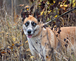 Собаки в Одинцово: СОБАКА В ДАР  Девочка, 1 руб. - фото 4
