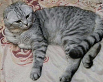 Кошки в Мур: Вязка, 500 руб. - фото 2