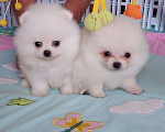 Собаки в Сочи: Мишки - мини мальчишки! Мальчик, 80 000 руб. - фото 1