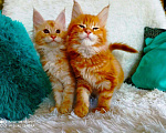 Кошки в Кингисеппе: Мейн куны рыжие морды, 10 000 руб. - фото 3