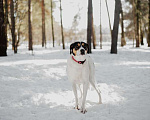 Собаки в Москве: Белый красавец Ларри ищет дом Мальчик, Бесплатно - фото 2