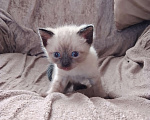 Кошки в Новосибирске: Котенок родился 10 февраля  Мальчик, 2 000 руб. - фото 4