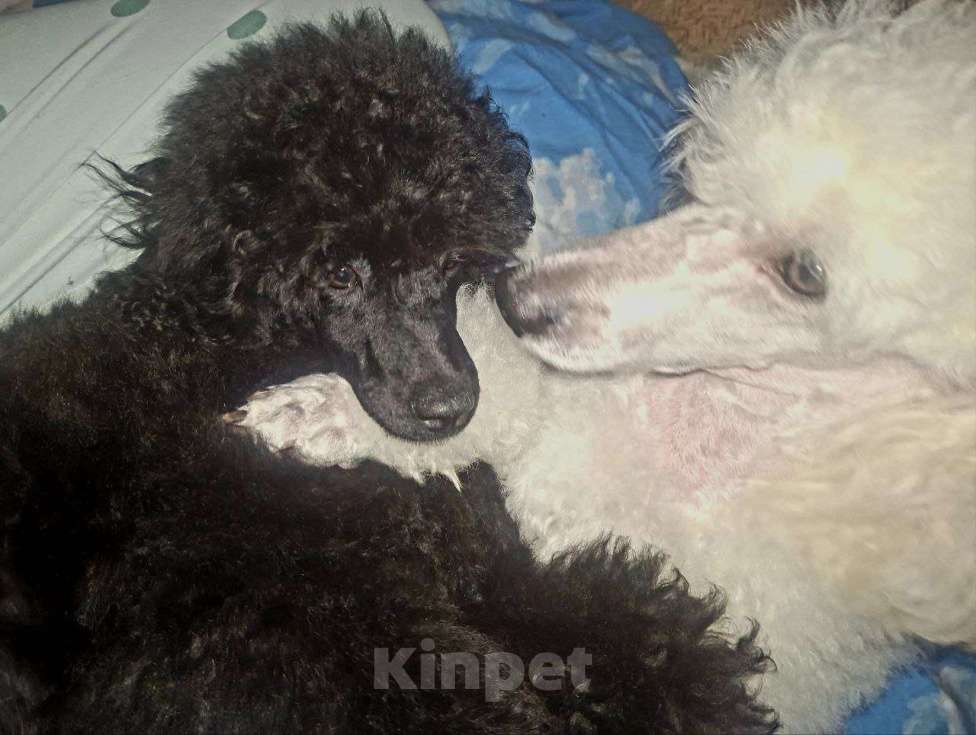 Собаки в Санкт-Петербурге: Пудель средний, сука черного окраса Девочка, 90 000 руб. - фото 8