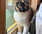 Кошки в Москве: Роскошные домашние котята-девочки в добрые руки Девочка, 10 руб. - фото 4