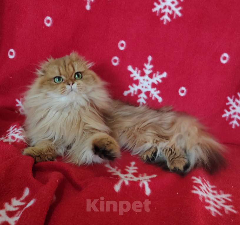 Кошки в Москве: Котик золотой мраморный хайленд Мальчик, 8 000 руб. - фото 7