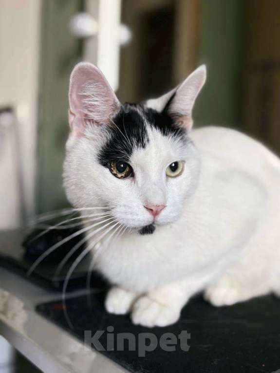 Кошки в Балашихе: Йогурт Мальчик, Бесплатно - фото 4