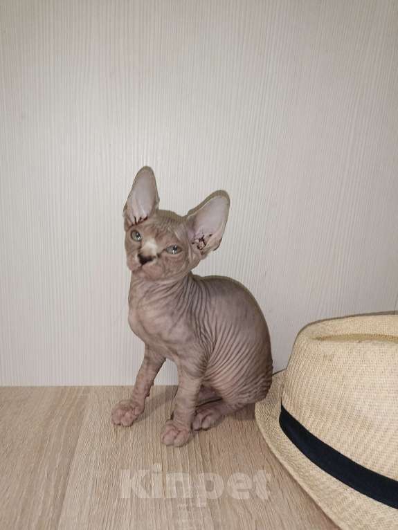 Кошки в Москве: Тигровая  Девочка, 45 000 руб. - фото 3